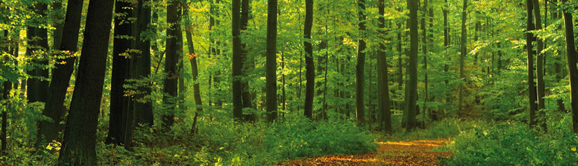 duurzaam verantwoord beheerde-bossen